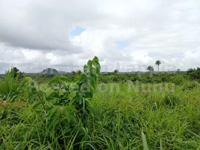 A 50 Acres of Land. Located at Mattru 3 miles in Bo City Southern