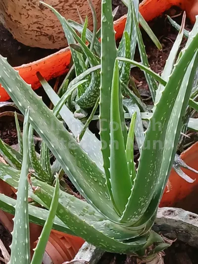 Potted aloe vera plants